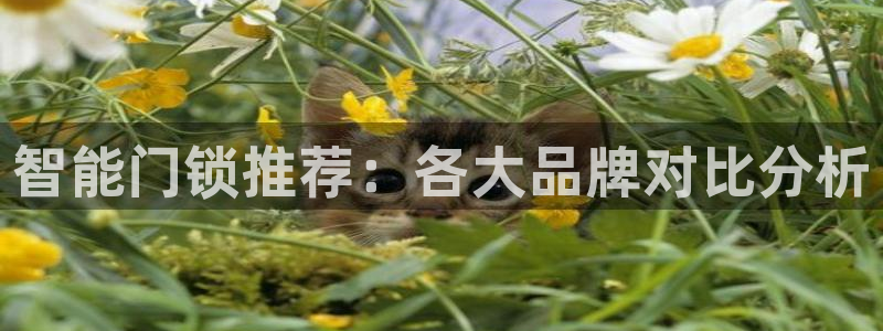 开丰娱乐官网平台网址：智能门锁推荐：各大品牌对比分析